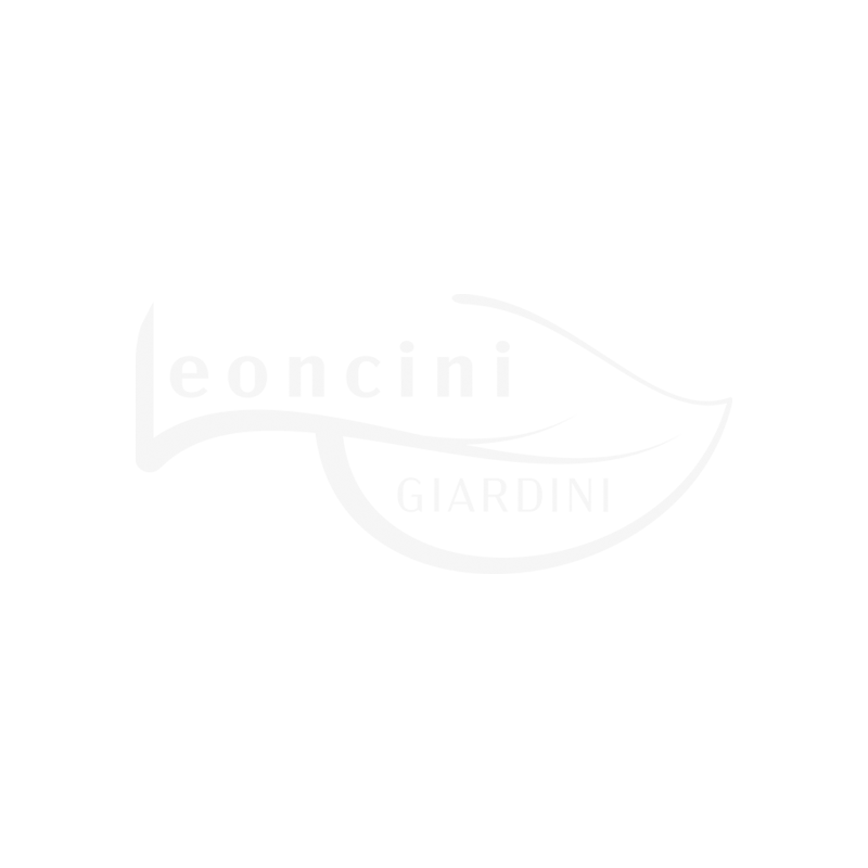 leoncini_quadrato